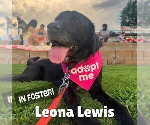Labrador Retriever Dogs for adoption in Louisville, KY, USA