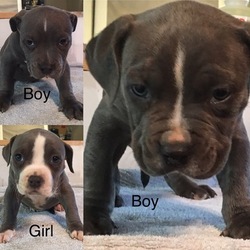 American Bully Puppy for sale in ARMUCHEE, GA, USA