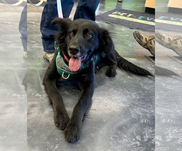 Medium Photo #2 Mutt Puppy For Sale in St. Louis Park, MN, USA