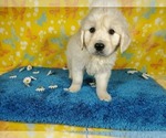Small Photo #25 English Cream Golden Retriever Puppy For Sale in PEYTON, CO, USA
