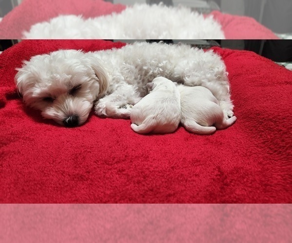Medium Photo #1 Maltese Puppy For Sale in CHESAPEAKE, VA, USA