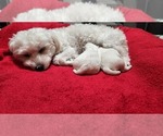 Small Photo #1 Maltese Puppy For Sale in CHESAPEAKE, VA, USA
