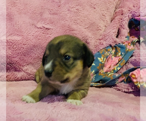 Medium Photo #11 Dorgi Puppy For Sale in HURST, IL, USA