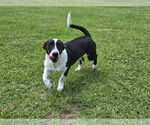 Small #3 Catahoula Leopard Dog-Jack Russell Terrier Mix