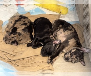 Boston Terrier-Faux Frenchbo Bulldog Mix Litter for sale in ROUND LAKE, IL, USA