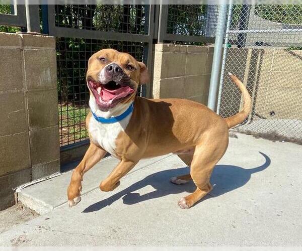 Medium Photo #1 American Staffordshire Terrier Puppy For Sale in Denver, CO, USA