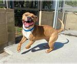 Small American Staffordshire Terrier