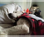 Small #2 Great Pyrenees