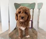 Small Photo #2 Goldendoodle Puppy For Sale in LOUISVILLE, KY, USA