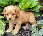 Puppy Puppy 4 PANSY Cocker Spaniel
