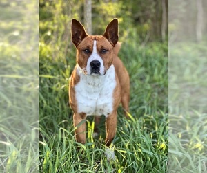 American Staffordshire Terrier-Rat Terrier Mix Puppy for sale in BLUFFTON, IN, USA