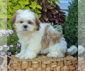 Shih Tzu Puppy for sale in GORDONVILLE, PA, USA
