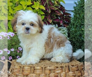 Medium Shih Tzu