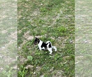 Jack Russell Terrier-Shiba Inu Mix Puppy for sale in GOSHEN, IN, USA