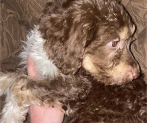 Aussiedoodle Puppy for sale in CRESTWOOD, IL, USA