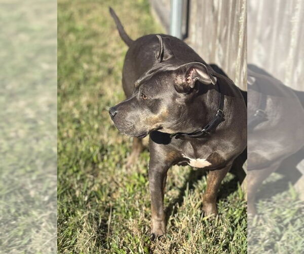 Medium Photo #19 Mutt Puppy For Sale in Abbeville, LA, USA