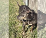 Small #18 Mutt
