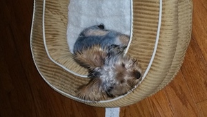 Chorkie Puppy for sale in ELGIN, SC, USA