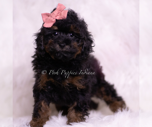 Medium Photo #30 Poodle (Toy) Puppy For Sale in WARSAW, IN, USA