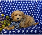 Small Photo #6 Pookimo Puppy For Sale in QUARRYVILLE, PA, USA