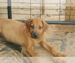 Small Photo #16 Rhodesian Ridgeback Puppy For Sale in CHOUDRANT, LA, USA