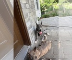 Small #3 Great Dane