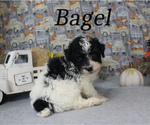 Small Photo #3 Poodle (Toy) Puppy For Sale in CHANUTE, KS, USA