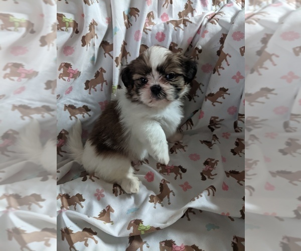Medium Photo #3 Shih Tzu Puppy For Sale in WASHBURN, MO, USA