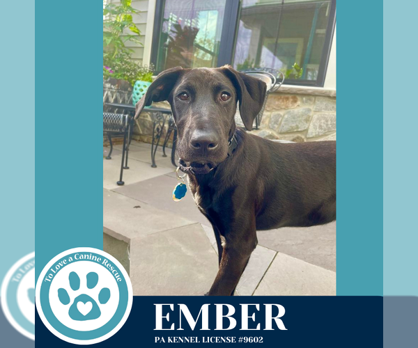 Medium Photo #6 Catahoula Leopard Dog-Great Dane Mix Puppy For Sale in Kimberton, PA, USA