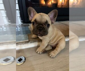 French Bulldog Puppy for sale in AURORA, CO, USA