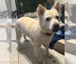 Small #2 pomeranian spitz Mix