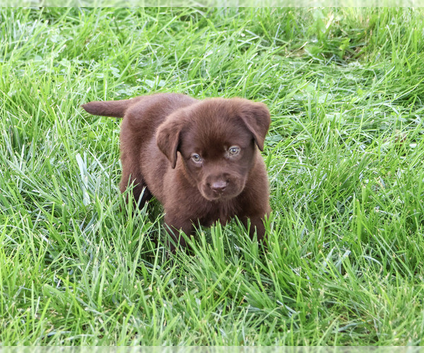 Medium Photo #3 Labrador Retriever Puppy For Sale in SYRACUSE, IN, USA