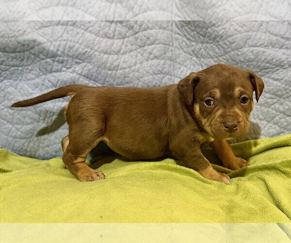 Medium Photo #2 Staffordshire Bull Terrier-Unknown Mix Puppy For Sale in Holly Springs, NC, USA