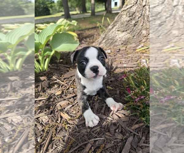 Medium Photo #2 Boston Terrier Puppy For Sale in FREDONIA, KS, USA