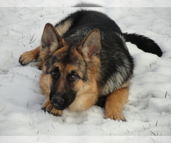 Medium Photo #7 German Shepherd Dog Puppy For Sale in FOREST GROVE, OR, USA