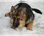 Small Photo #7 German Shepherd Dog Puppy For Sale in FOREST GROVE, OR, USA
