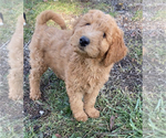 Small Photo #4 Goldendoodle (Miniature) Puppy For Sale in NILES, MI, USA