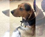 Small #4 Beagle