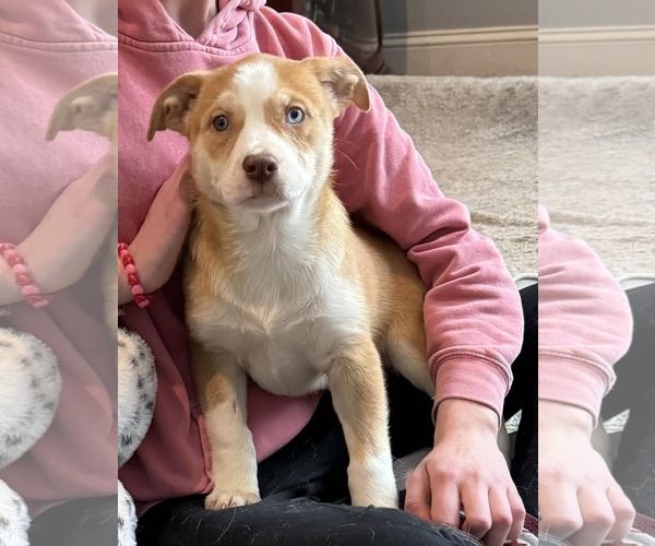 Medium Photo #1 Labsky Puppy For Sale in Mechanicsburg, PA, USA