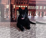 Small #2 German Shepherd Dog