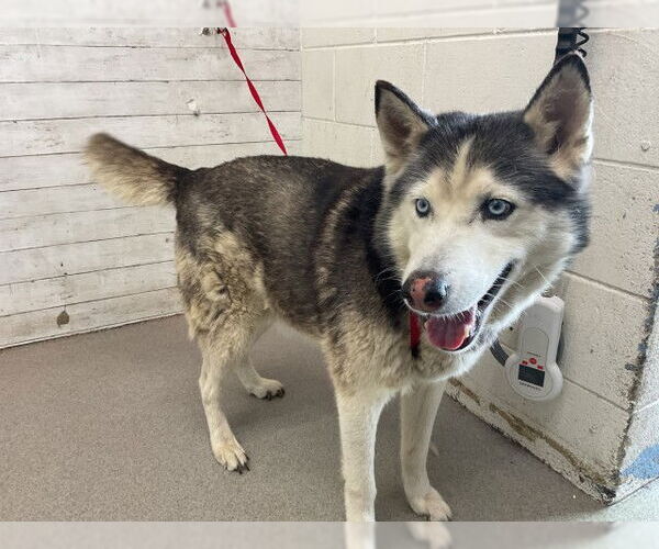 Medium Photo #1 Siberian Husky Puppy For Sale in San Bernardino, CA, USA