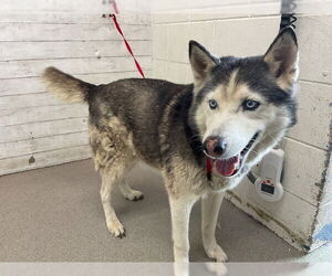 Siberian Husky Dogs for adoption in San Bernardino, CA, USA