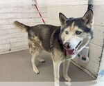 Small Siberian Husky