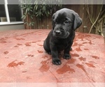 Small Photo #15 Labrador Retriever Puppy For Sale in TACOMA, WA, USA
