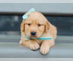 Small #1 Golden Retriever
