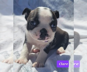 Boston Terrier Puppy for sale in POMEROY, OH, USA