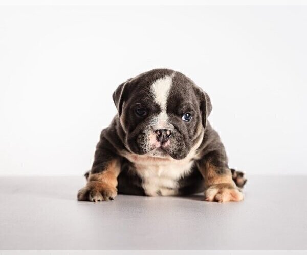 Medium Photo #5 Bulldog Puppy For Sale in PALM BEACH, FL, USA