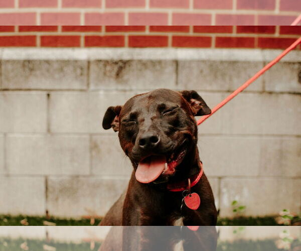 Medium Photo #11 Mutt Puppy For Sale in Holly Springs, NC, USA