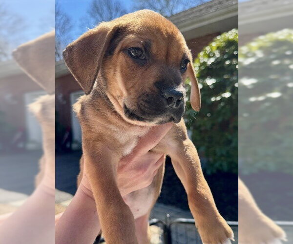 Medium Photo #10 Labrottie Puppy For Sale in Brewster, NY, USA