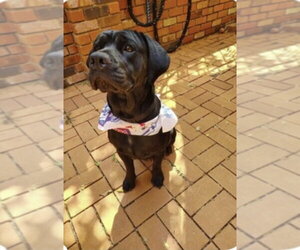 Labrador Retriever-Unknown Mix Dogs for adoption in The Woodlands, TX, USA